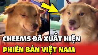 Cheems phiên bản Viêt Nam đã XUẤT HIỆN 😂 | Yêu Lu