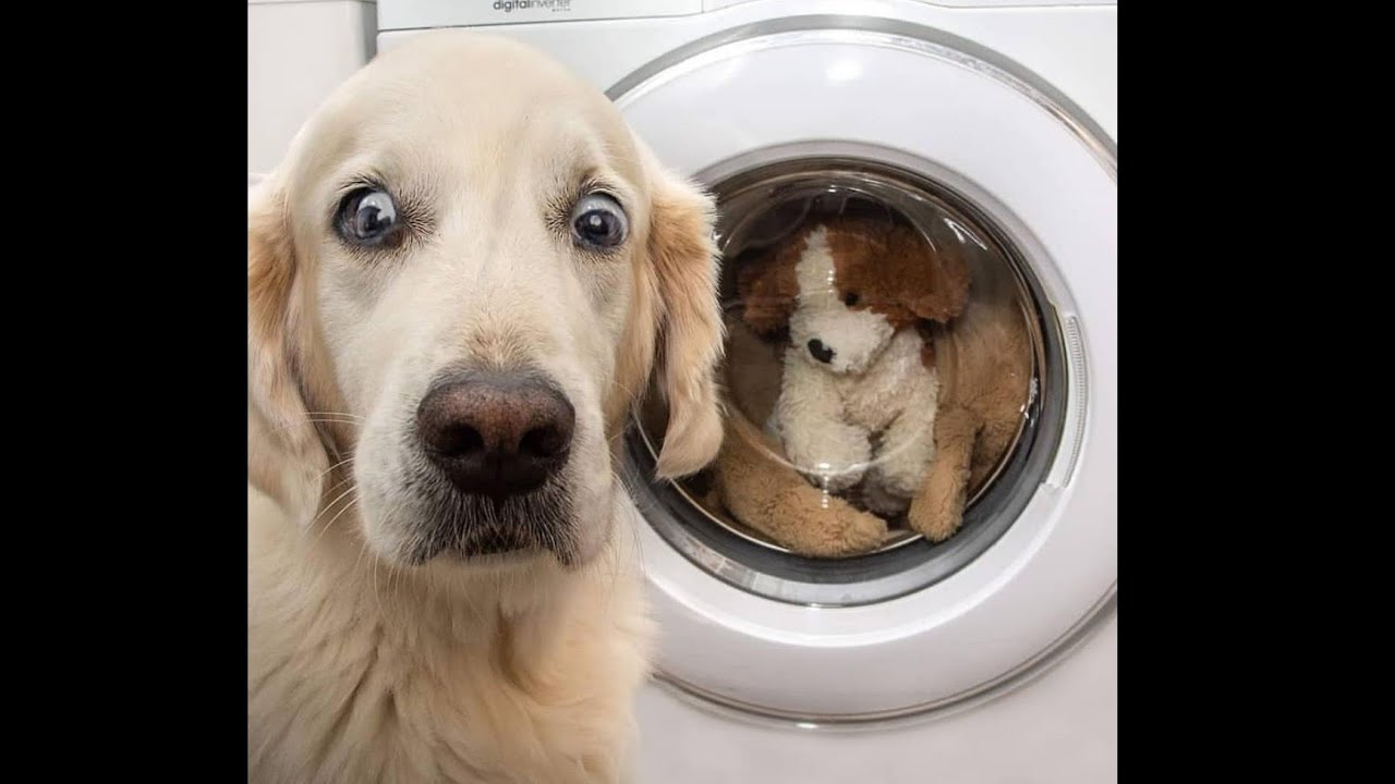 おもしろ犬 かわいいシェパード犬の超おもしろいハプニング 動画集 12 Bilibili