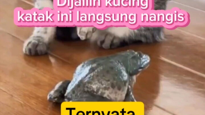 🐈: Cengeng amat baru ge di sentuh