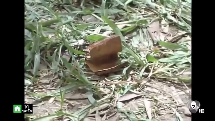 สายโลหิต ตอนที่2