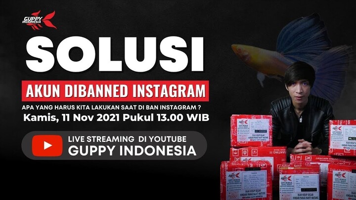 AKUN GUPPY DI INSTAGRAM DI BANNED: INI SOLUSINYA