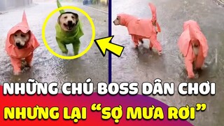 Những chú chó DÂN CHƠI nhưng sợ mưa rơi, thích TẮM MƯA nhưng lại MẶC ÁO MƯA cho đỡ bị ướt 🤣  Gâu Đần