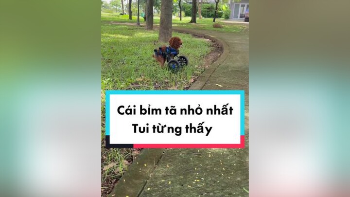 Cậu út ra đường bao ngầu còn đi ngủ đeo bỉmjoydogmom yeuchomeo doglover LearnOnTikTok chomeo xelanc