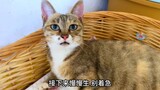 大咪是只信守承诺的猫 答应我一年生一次 它做到了 今天正好一年