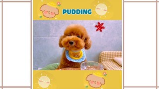 Poodle Pudding | Một Ngày Của Quý Cô Nhà Giàu PUDDING NTN 😍 Gâu Đần Official