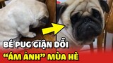 Bé Pug GIẬN DỖI và TRẦM CẢM vì cứ đến hè là bị Sen mang đi CẠO LÔNG😂 | Yêu Lu