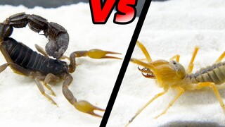 Reptile Pet | Parabuthus Transvaalicus VS Camel Spider