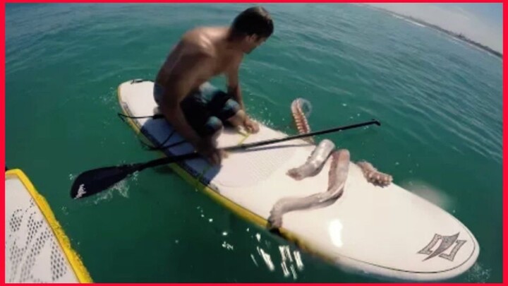 Giant Squid Attacks Surfboard.