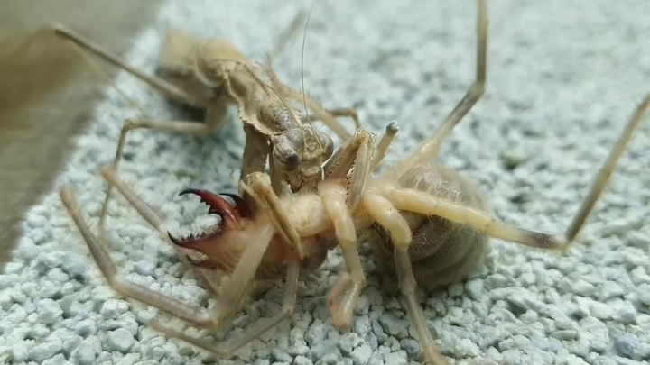 A dictyoptera kills a camel spider and eats it