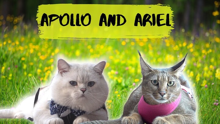 Catsanova Apollo and Ariel on a date| hissing floppa vc fluffy British