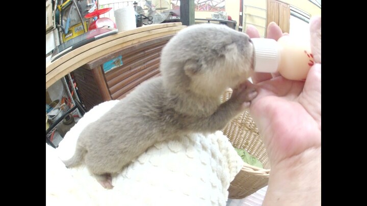 Baby Otter one week old nursing. Too cute! #otter