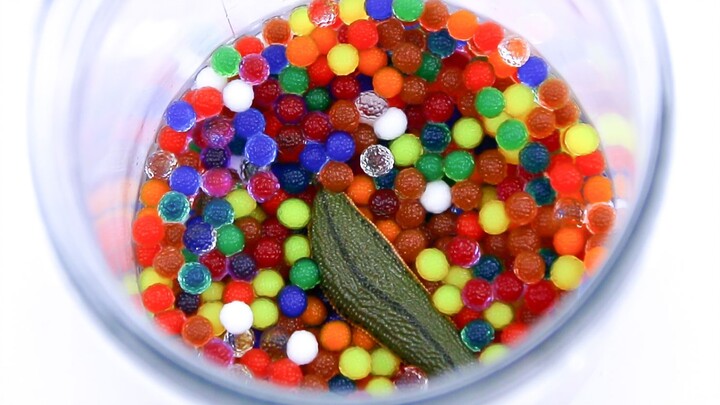 These Orbeez Are Incredible!