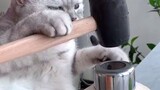 Vidio kucing memasak 😋