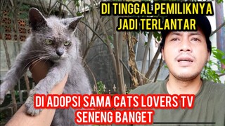 Kucing Sakit Scabies Terlantar Di Tinggal Pulang Kampung Pemiliknya..!