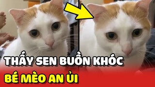 Bé mèo Lan Béo đến AN ỦI khi thấy Sen đang KHÓC ❤️ | Yêu Lu