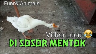 Di SOSOR MENTOK || Kumpulan Video Lucu - Blands Hidayat