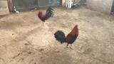 Akala mo nasa Pitmaster |  Cockfighting in US | The Super Roundhead