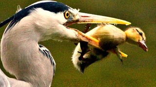 Heron Cracks Rodents' Bones And Swallow Them Alive.