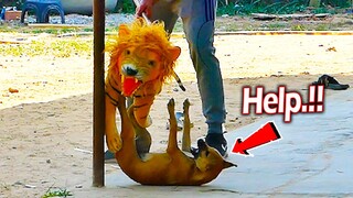 Fake Tiger Moving Prank Real Dog - Must Watch Funny Video Prank Try Not To Laugh