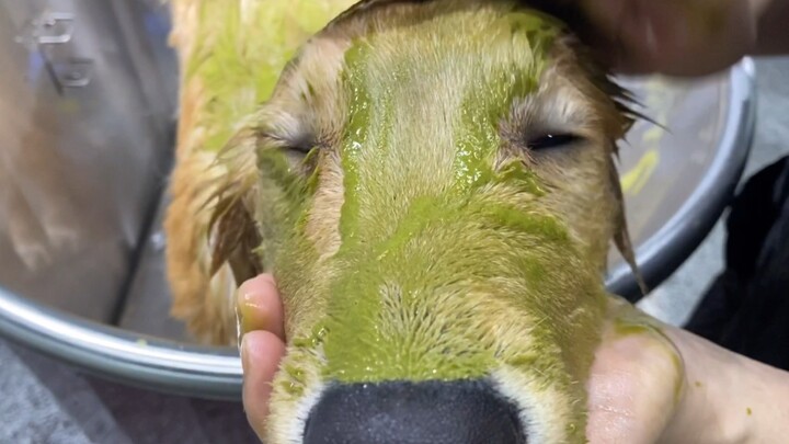 My dog turns green when having a bath