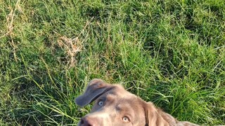 Labrador Retriever Silver