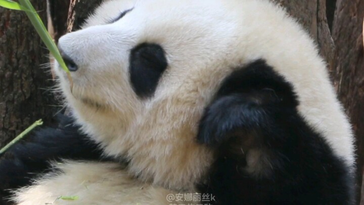 Panda Hehu menggaruk telinga dengan sangat lucu