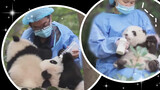 When you have 3 pandas, but you only feed He Hua - - Panda (168