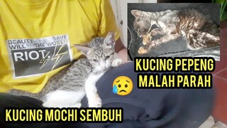 Astagfirullah Sedih Banget Pelukan Terakhir Untuk Kucing Jalanan Pepeng..!