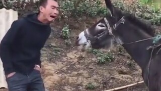 【Life】Donkey harmonising with human. Long lost, brother.