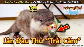 Báo Thủ Baby Rái Cá và những trận hỗn chiến chỉ vì Miếng Ăn || Review Giải Trí Đời Sống