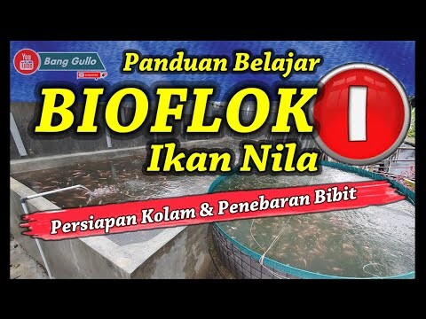 Panduan Sederhana Bioflok Ikan Nila Video Series Ke 1 - Persiapan Kolam dan Tebar Bibit