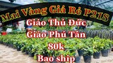 🔴Hết Hàng🔴 Mai vàng giá rẻ p218 | Mai Giảo Thủ Đức Giá 80k - Giảo Phú Tân 80k | Bao Ship