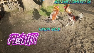 HATCH GOLD VS ASILXMELSIMXKELSO   SPAR!!