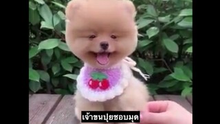 เจ้าขนปุยแสนน่ารัก