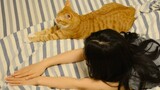 [Mèo cưng] Chủ nhân bắt trước mèo vàng, chú mèo tỏ ra ghét bỏ