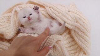 Baby cat Evan purrs and plays | 12 days after birth | British Shorthair Silver Chinchilla