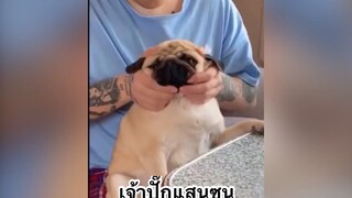 เพื่อนตัวน้อย สัตว์เลี้ยงแสนซน : เจ้าปั๊กแสนซน