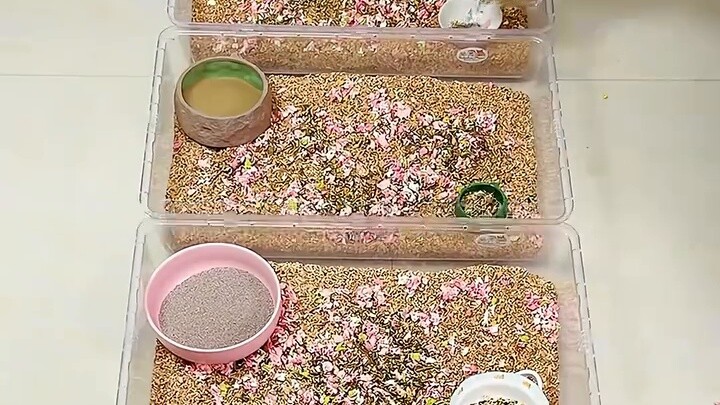 Shushu sebenarnya suka Tom dan Jerry, hahaha! Bersihkan rumah untuk tikus hari ini!