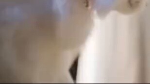 Kalau Gojo Satoru ganti gaya rambut jadi (Umemiya Ichi), keren banget ya!