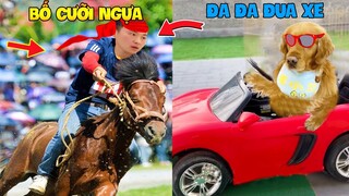 Thú Cưng Vlog | Đa Đa Đại Náo Bố #26 | Chó gâu đần thông minh vui nhộn | Funny pets smart dog