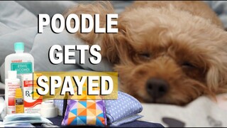 HOW MY DOG WAS SPAYED | Poodle Mom