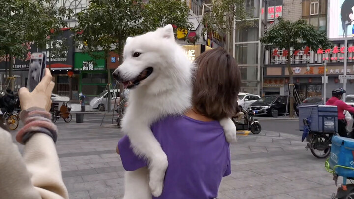 It was difficult that a big white dog just bathed went back home