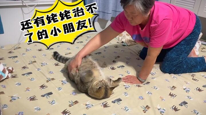 猫要是想耍赖，人类还真没法整…