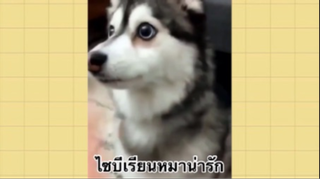 เพื่อนตัวน้อย สัตว์เลี้ยงแสนซน : ไซบีเรียนหมาน่ารัก