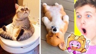 FUNNIEST ANIMALS ON TIK TOK! (LANKYBOX FOXY & BOXY REACT!)