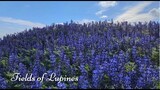 Purple/Blue Lupines are among Israel's  finest