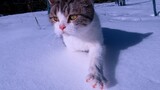 [Animals]Cute cat in snow
