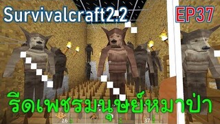 ีรีดเพชรมนุษย์หมาป่าโดยใช้กับดักหนาม | survivalcraft2.2 EP37 [พี่อู๊ด JUB TV]