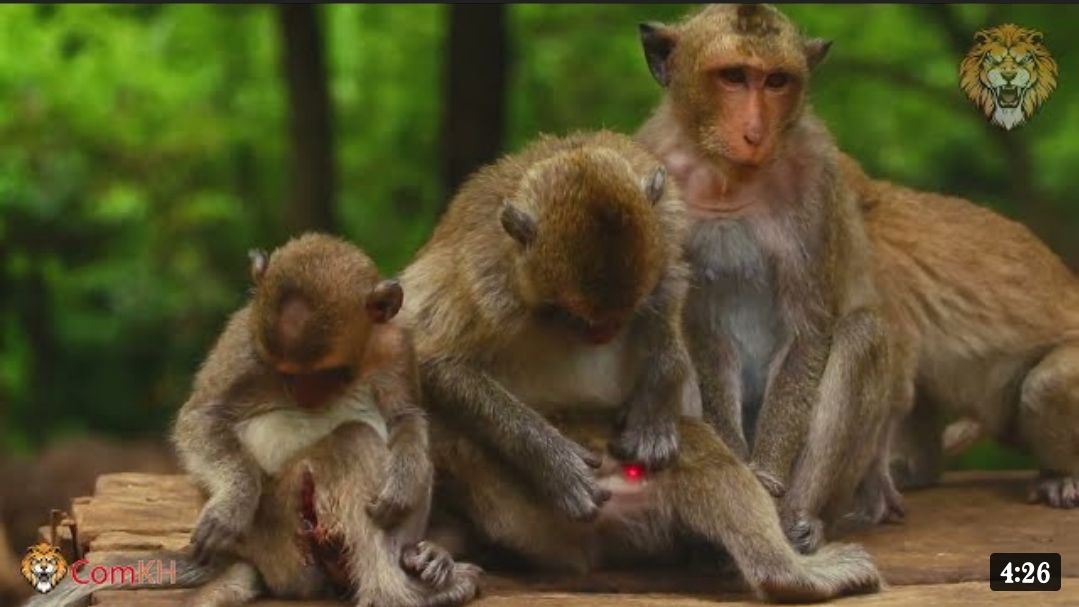 Prank-Monkey-vs-Red-Laser-Pointer-Very-funny - Bilibili Prank-Monkey-vs-Red-Laser-Pointer-Very-funny - Bilibili