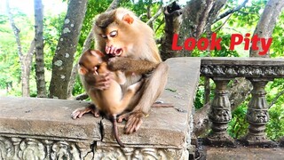 Poorest Mother And Son Perform Best Actions On The High Fence, Lory And Loris Look So Loudly